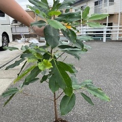 アコウの木