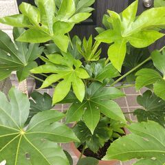 【庭木】ヤツデ　鉢植え