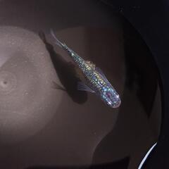 サバンナ様血統 ネプチューン 成魚 ペア 2匹 抱卵済み 検索 ネプチューン エメキンの画像