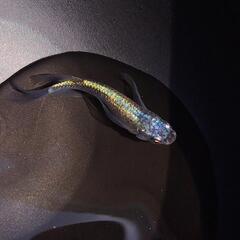 サバンナ様血統 ネプチューン 成魚 ペア 2匹 抱卵済み 検索 ネプチューン エメキンの画像