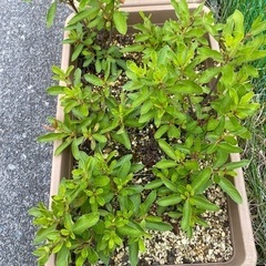 つつじ？さつき？の挿木