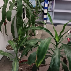 観葉植物をお譲りします