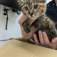 ２ヶ月弱の子猫保護　キジトラ　動物病院にて預かり中