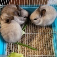 動物と触れ合いませんか？🐐