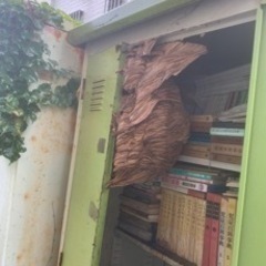 格安‼️蜂の駆除、巣の撤去、防虫剤散布