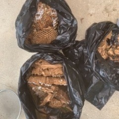 格安‼️蜂の駆除、巣の撤去、防虫剤散布 - 三田市