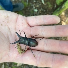 カブトムシ、クワガタ採取