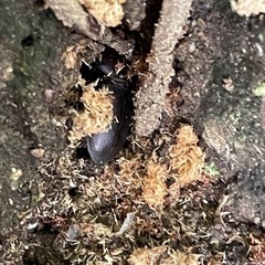 カブトムシ、クワガタ採取 - 高崎市