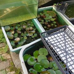 睡蓮　スイレン　水生植物