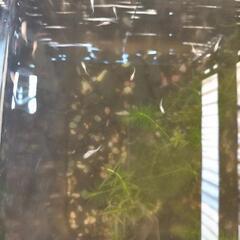 メダカの稚魚