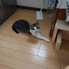 2ヶ月位のオス  トライアル決まりました