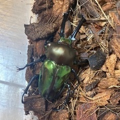 【大幅値下げ！！】ニジイロクワガタ【オス1匹メス1匹】の画像