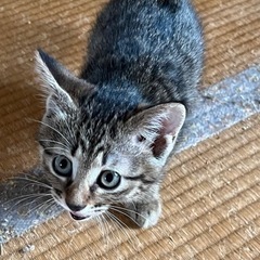 おっとりキジトラちゃん