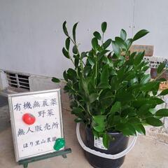 榊(さかき)の画像