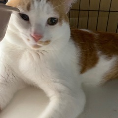 オスの子です。 - 猫