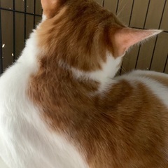 オスの子です。 − 島根県