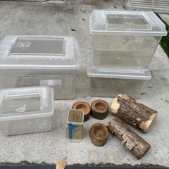 カブトムシ 飼育セットの画像