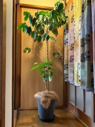 家具 インテリア雑貨/小物 置物、オブジェ