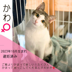 今週末‼︎7/14(日)保護猫の譲渡会【大刀洗ドリームセンター】...