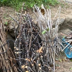 あげます！焚き木　木の枝　焚き付け用　焚き火用　好きなだけどうぞ の画像