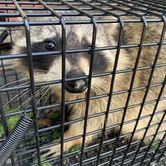 アライグマを捕獲、駆除します！
