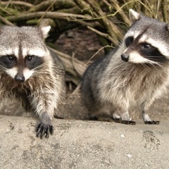 アライグマを捕獲、駆除します！ - 害虫/害獣駆除