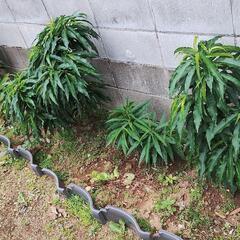 花の苗木の画像