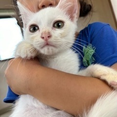 【お話し中】とても可愛い白地に頭に小さなブチ模様兄弟🐱
