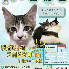 つるみ・猫のカギしっぽ譲渡会７月28日　 JR鶴見駅西口から徒歩...