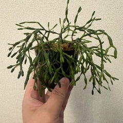 観葉植物 リプサリス①