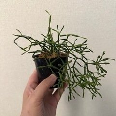 観葉植物 リプサリス②