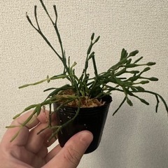 観葉植物リプサリス③