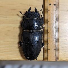 国産　オオクワガタ　メス　１年越冬済個体　の画像