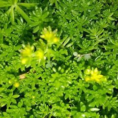 セダム。スコップ1杯。の画像