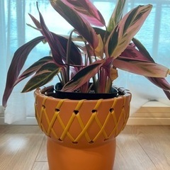 植木鉢　植物　インテリア　アクタス