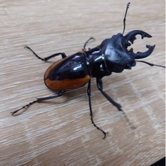 マレーシア産ワラストンツヤクワガタ　ペア