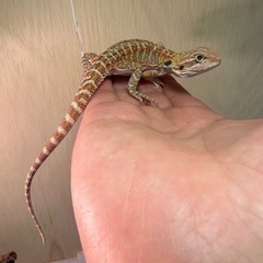 爬虫類フレンズ募集中‼︎🦎