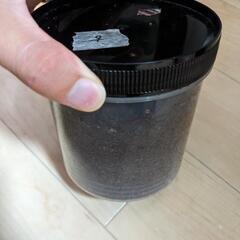 WF1 愛知県採集　ヒラタクワガタ　メス　羽化待ち個体の画像