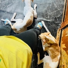 ビーグル