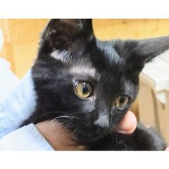 必死に鳴いて走り寄り助けを求めた賢い子！ミランくん譲渡会に出ます♪