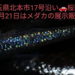 🌸7月21日🌸桜国屋様🌸はるいろめだか🌸砂里🐟