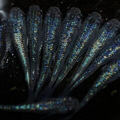 🌸7月21日🌸桜国屋様🌸はるいろめだか🌸砂里🐟の画像
