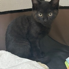 （写真追加）黒猫シマ柄♀2ヶ月半