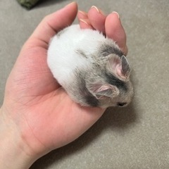 ハムスター里親募集中