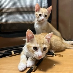 ❤️茶トラ兄妹に里親さんが決まりました❤️