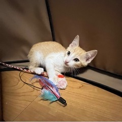 ❤️茶トラ兄妹に里親さんが決まりました❤️ - 北名古屋市