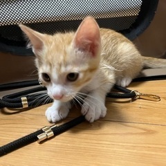 ❤️茶トラ兄妹に里親さんが決まりました❤️ - 猫