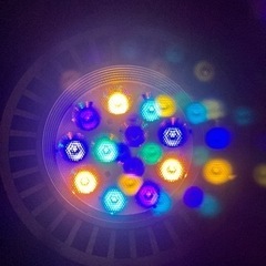 ボルクスジャパン  グラッシーレディオRX122    REEF...