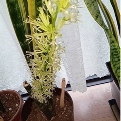 観葉植物 サンスベリア19の画像