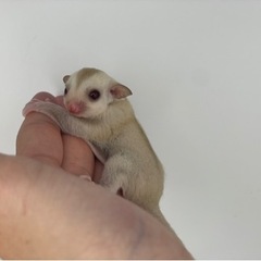 フクロモモンガ　レッドクリミノ　男の子
